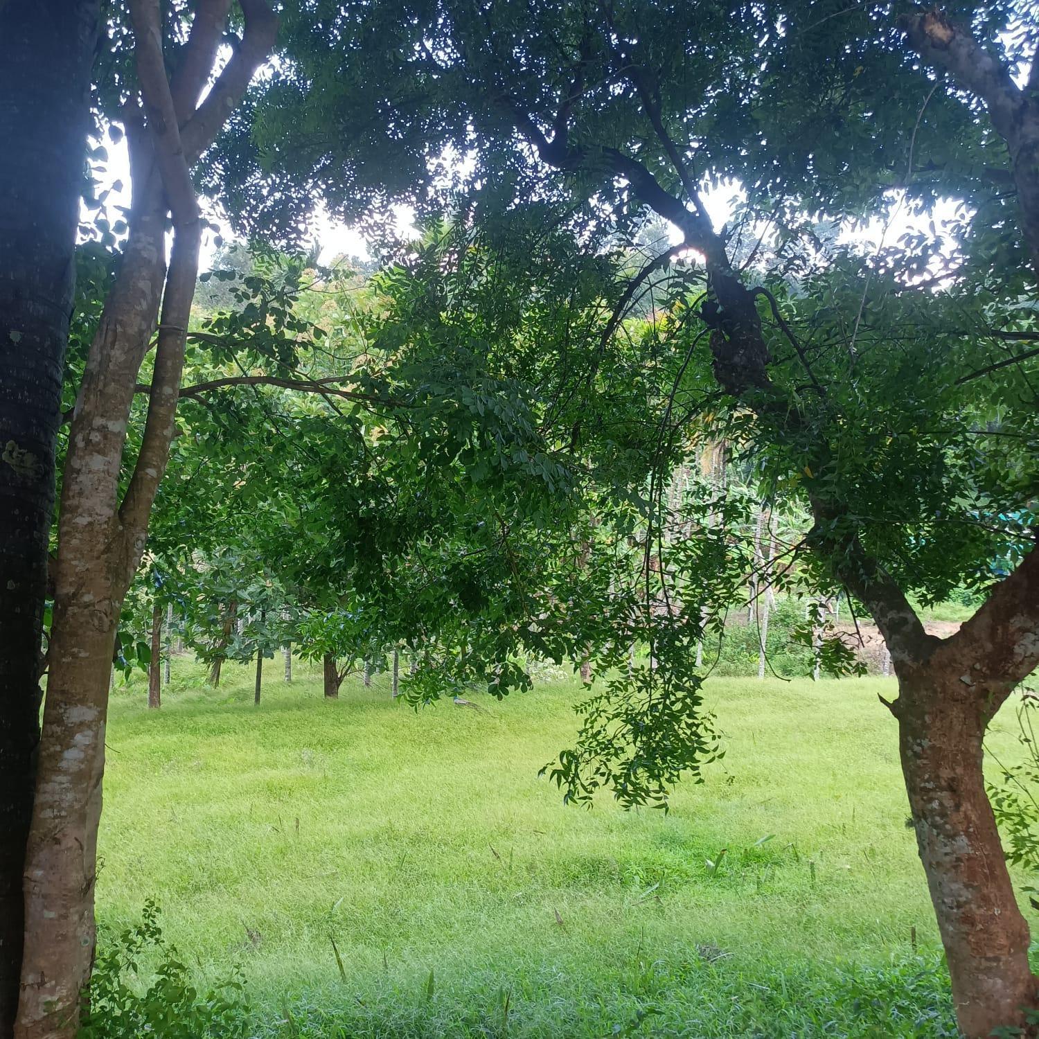 Padavayal Greens Attappadi Exterior foto